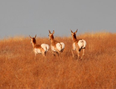 PRONGHORN (Antilocapra americana) (5-7-11) san rafael grasslands, scc, az -03