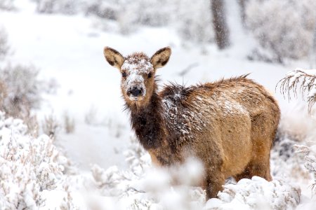 Cow elk in snow, Mammoth Hot Springs photo