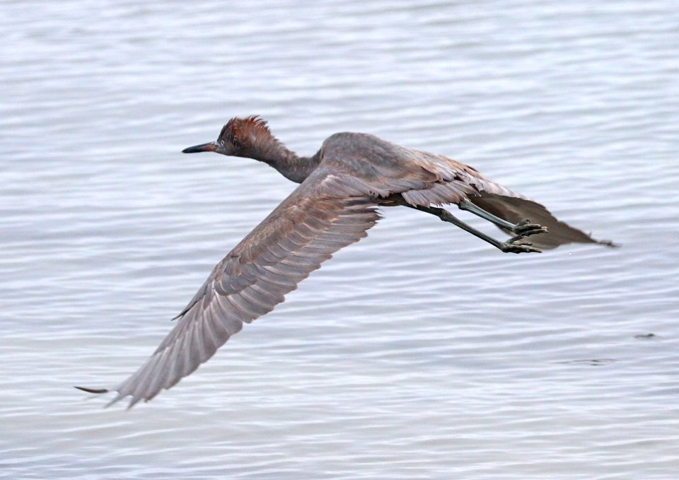 191 - REDDISH EGRET (1-11-2018) first year, attu st, coronado, san diego co, ca -01 (8)