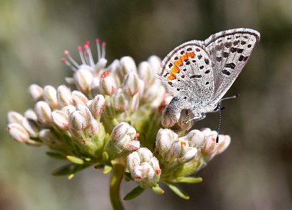 BLUE, SQUARE-SPOTTED (Euphilotes martinii) (5-11-12) granite mts, 4 miles north of I-40, 60 miles west of needles, ca -  (3)