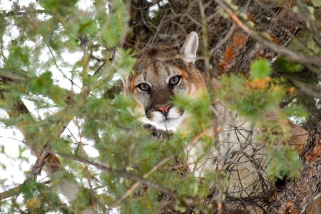 Male cougar in a tree photo
