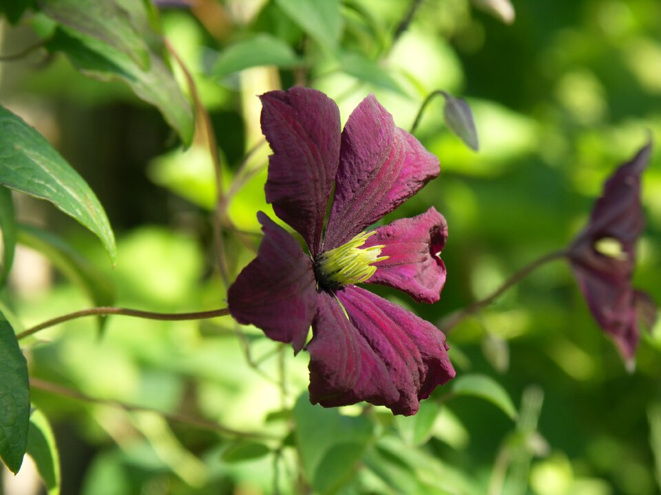 Purple flower nature summer