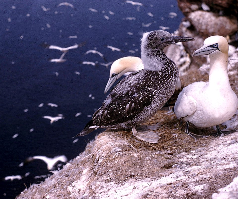 167 - NORTHERN GANNET (aug) pierce rock, que