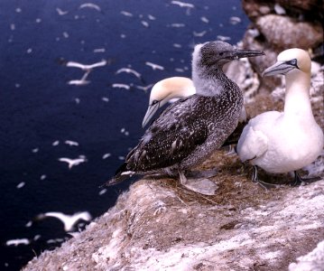 167 - NORTHERN GANNET (aug) pierce rock, que