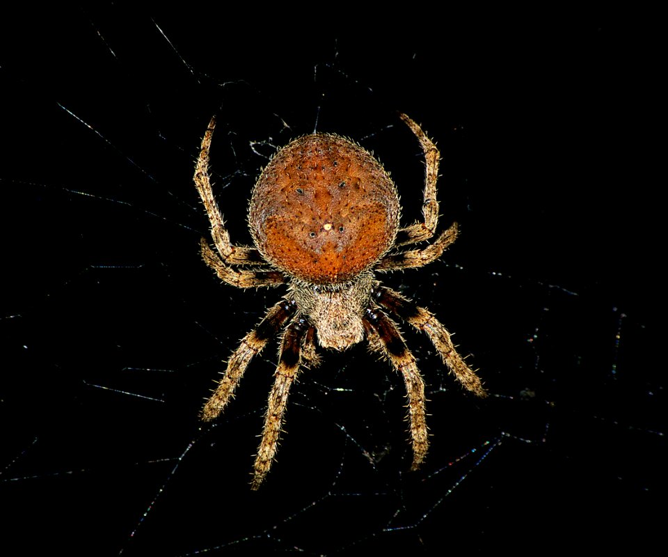 SPIDER (7-8-07) san luis obispo co, ca