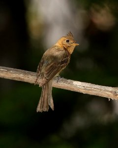 569 - TUFTED FLYCATCHER (5-13-2016) ramsey canyon, huachuca mts, cochise co, az -01