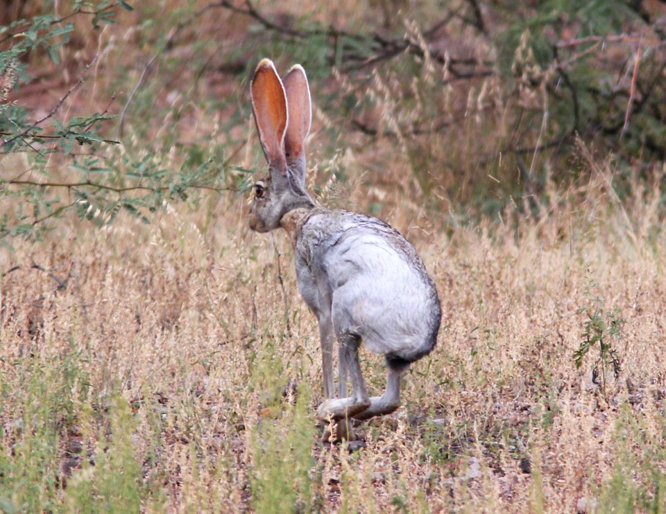 JACKRABBIT, ANTELOPE (Lepus alleni) (9-21-10) west end, pat lake state park, scc, az -01