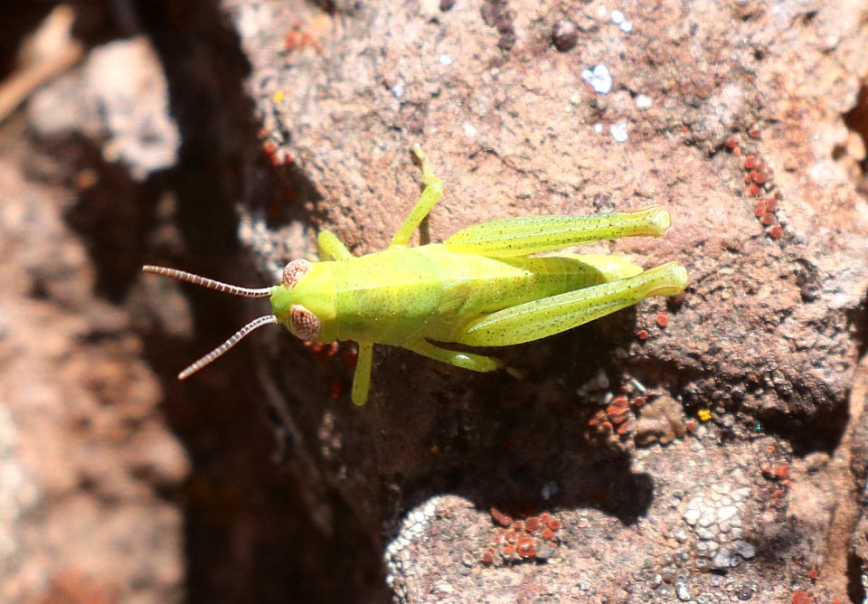 GRASSHOPPER, sp (6-18-2020) 7900 ft, hall's tank #3, greene's mt area, apache co, az -2