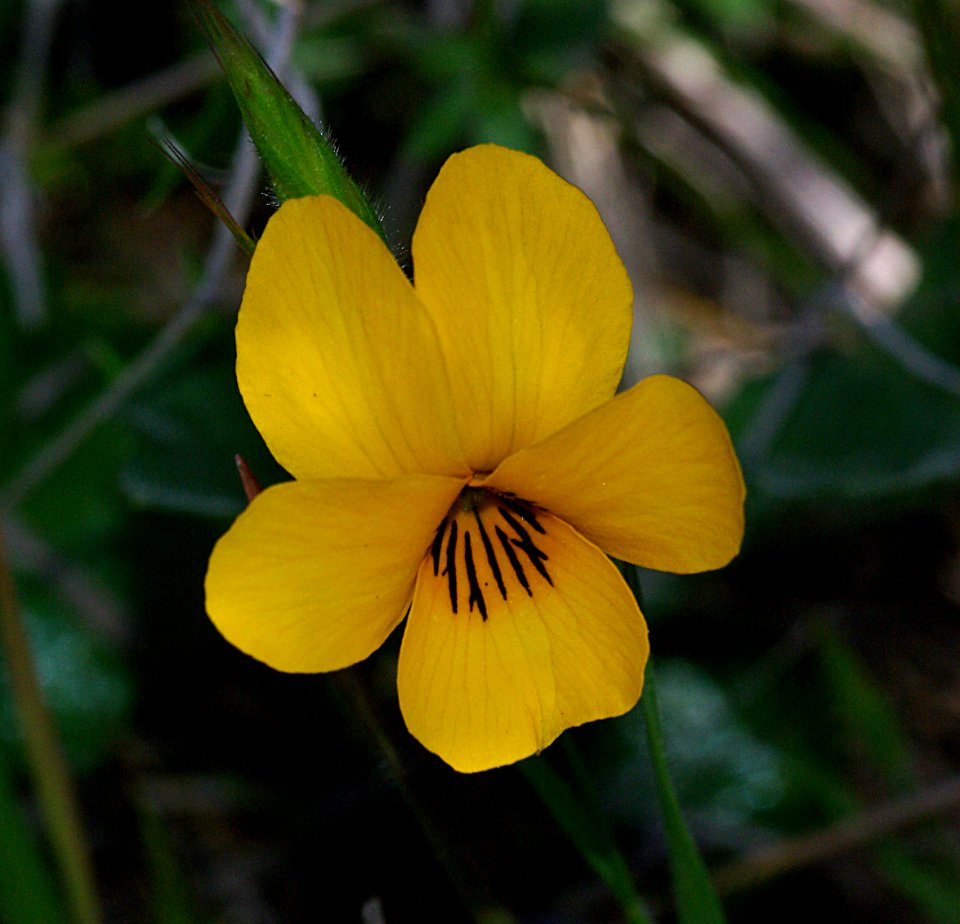 JOHNNY JUMP-UP (viola pedunculata) (4-13-07) -canet