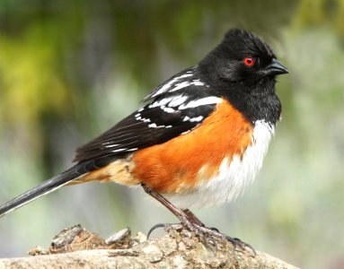 860 - SPOTTED TOWHEE (4-4-10) canet road, morro bay, sloc co, ca