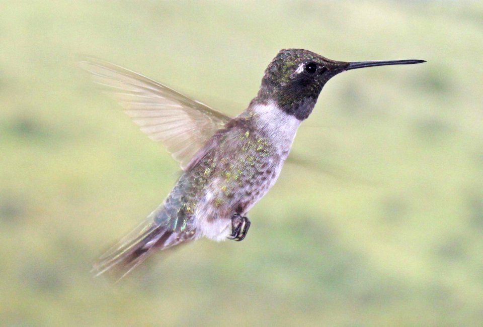 HUMMINGBIRD, BLACK-CHINNED (8-25-10) yard, west of patagonia, scc, az -01