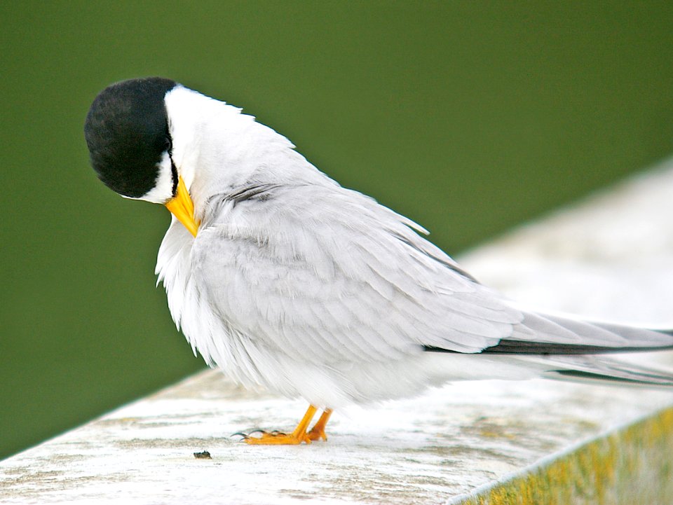 379 - LEAST TERN (7-10-06) -oso flaco, slo co, ca (3)