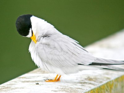 379 - LEAST TERN (7-10-06) -oso flaco, slo co, ca (3)
