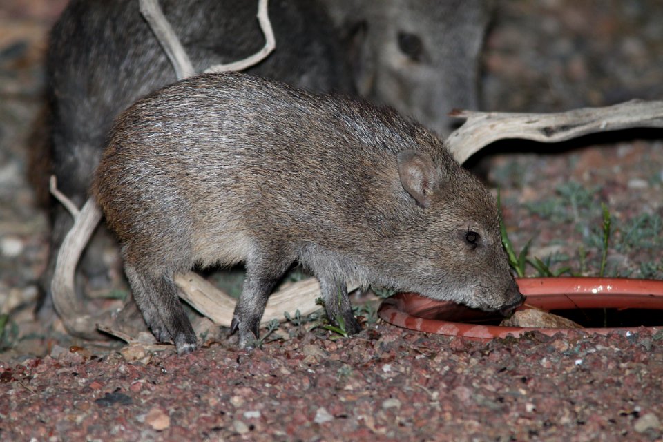 JAVELINA (Pecari tajacu) (10-30-11) 78 circulo montana, patagonia lake ranch estates, scc, az -03