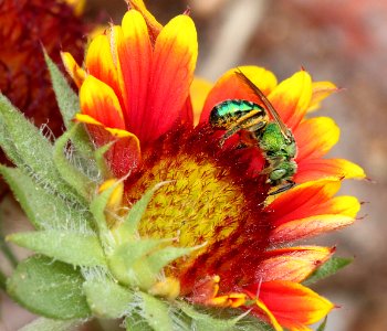 SWEAT BEE, sp (Augochloropsis sp) (9-5-11) 78 circulo montana, patagonia lake ranch estates, scc, az -01
