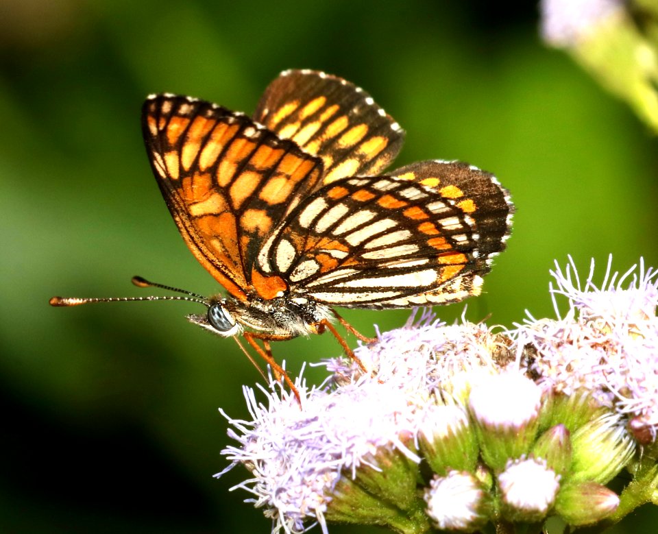 CHECKERSPOT, THEONA (Chlosyne theona) (11-15-2016) falcon lake s p, starr co, tx  (1)
