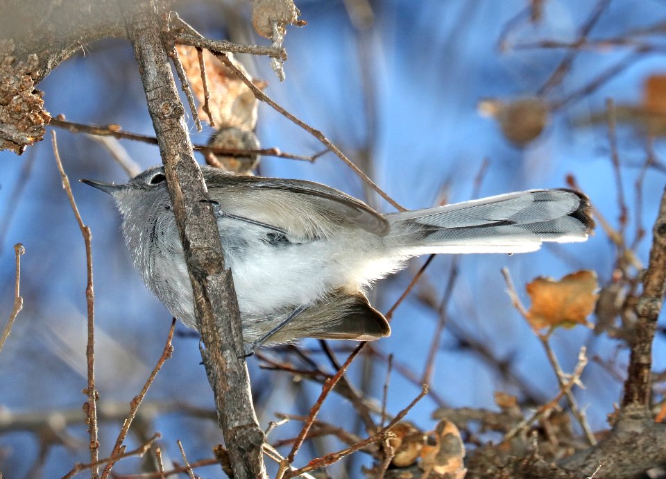 704 - BLACK-CAPPED GNATCATCHER (2-2-2017) bird 3, patagonia lake, santa cruz co, az -01