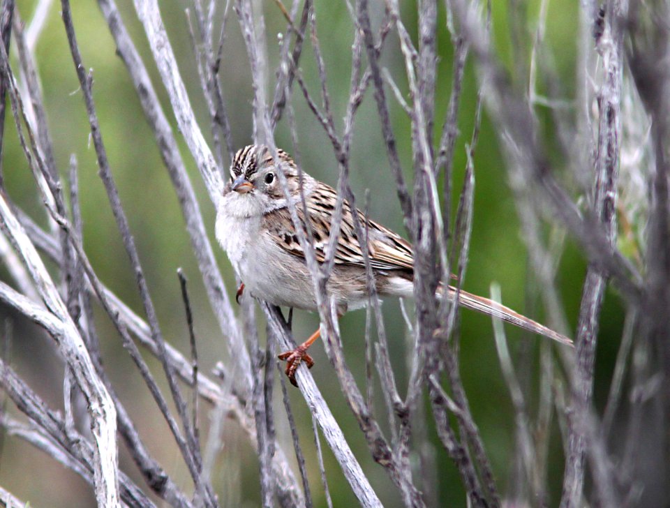 873 - BREWER'S SPARROW (4-22-10) porno wash, carrizo plain nat mon, slo co, ca (1)