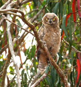 455 - GREAT HORNED OWL (6-25-08) juv, morro bay state park, slo co, ca (9)