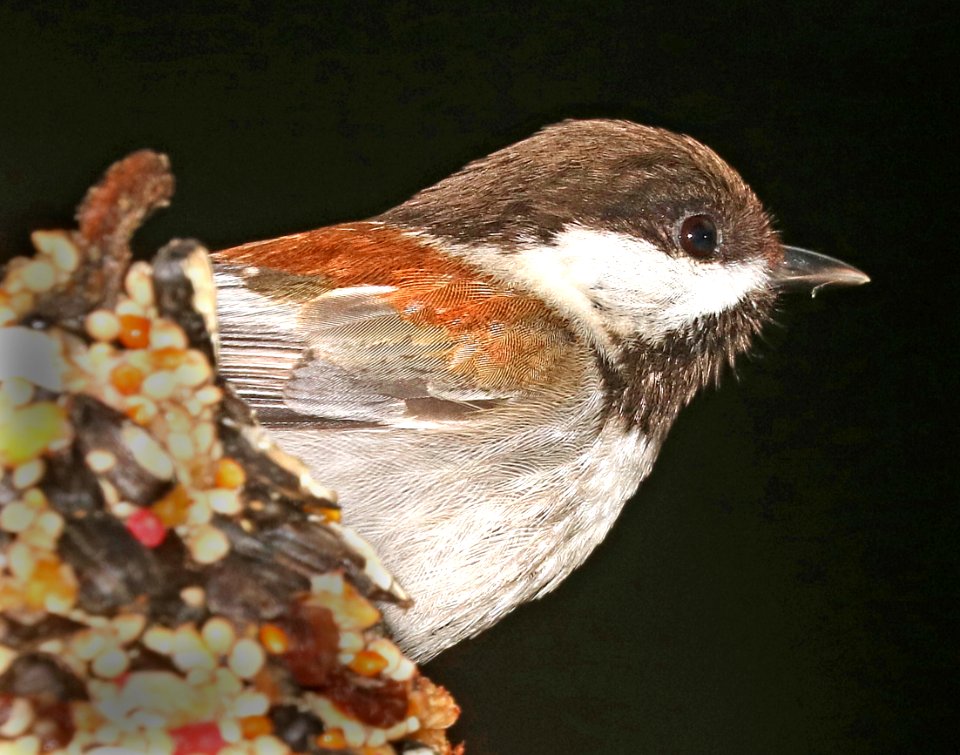 675 -  CHESTNUT-BACKED CHICKADEE (3-21-2016) santa cruz co, ca -02