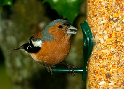 Male Chaffinch  (Fringilla coelebs)