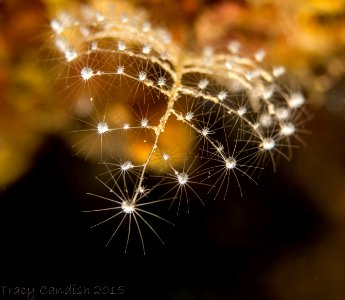 HydroidBranching-8149939