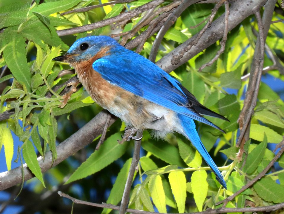 734 - EASTERN BLUEBIRD (5-10-2016) fulva race, sycamore canyon, pajarito mts, santa cruz mts, az -04