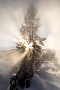 Sunshine through a tree near Artemisia Geyser