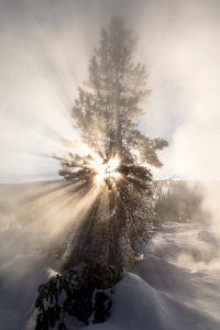 Sunshine through a tree near Artemisia Geyser photo