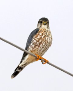 MERLIN (2-20-2018) 78 circulo montana, lake patagonia ranch estates, santa cruz co, az -03