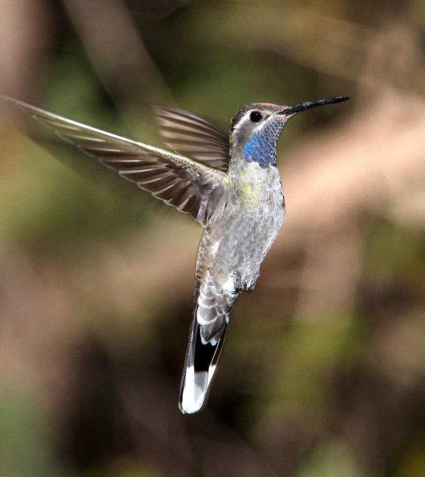 495 - BLUE-THROATED MOUNTAIN-GEM (4-26-13) south fork, cave creek, cochise co, az  (3)