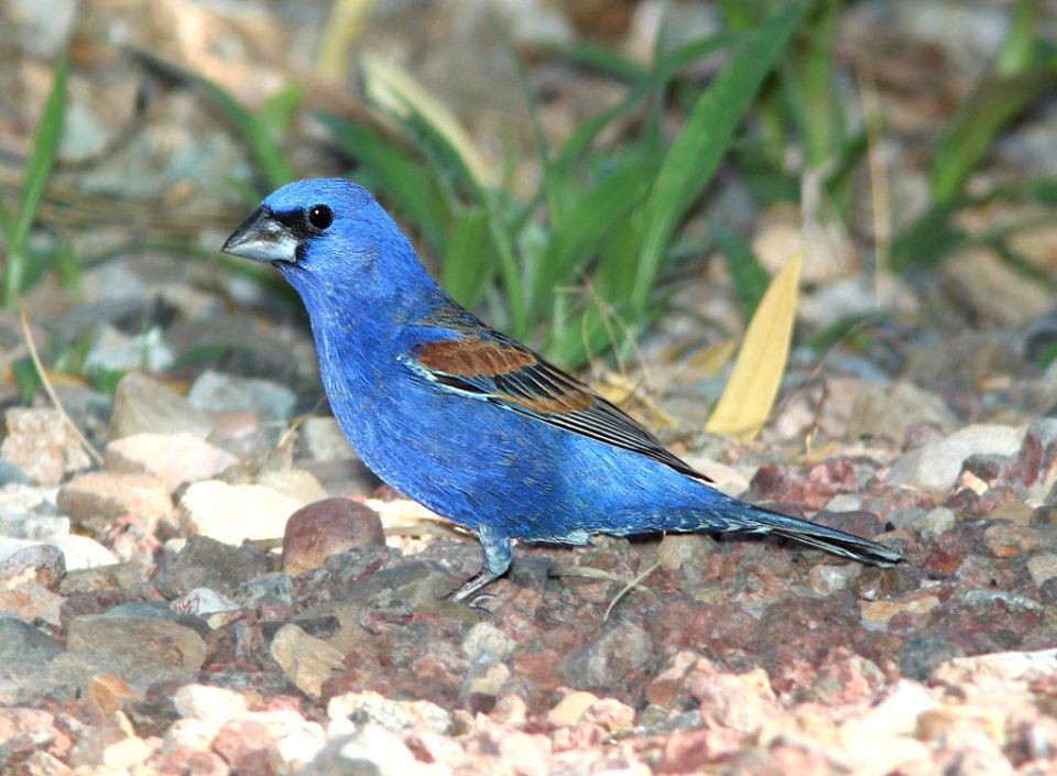 922 - BLUE GROSBEAK (5-31-11) 78 circulo montana, patagonia lake ranch estates, scc, az  (2)
