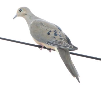 DOVE, MOURNING (2-3-13) 78 circulo montana, patagonia lake ranch estates, scc, az -01