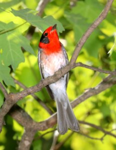 849 - RED-FACED WARBLER (5-13-2016) ramsey canyon, huachuca mts, cochise co, az -01