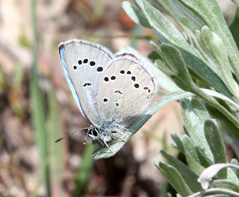 BLUE, SILVERY (Glaucopsyche lygdamus) (6-15-11) slate creek, mt ellen, garfield co, ut  (1)