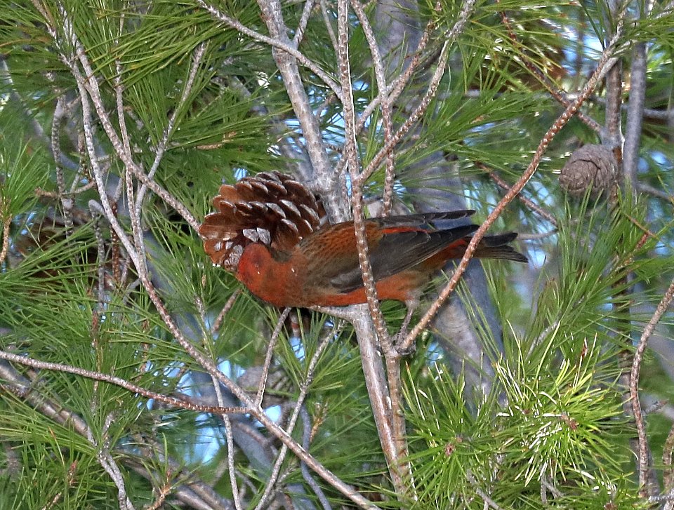 965 - RED CROSSBILL (11-22-2017) Rio Rico Golf Course, santa cruz co, az -03