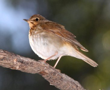 744 - SWAINSON'S THRUSH (5-12-11) patagonia-sonoita creek preserve, scc, az  (2)
