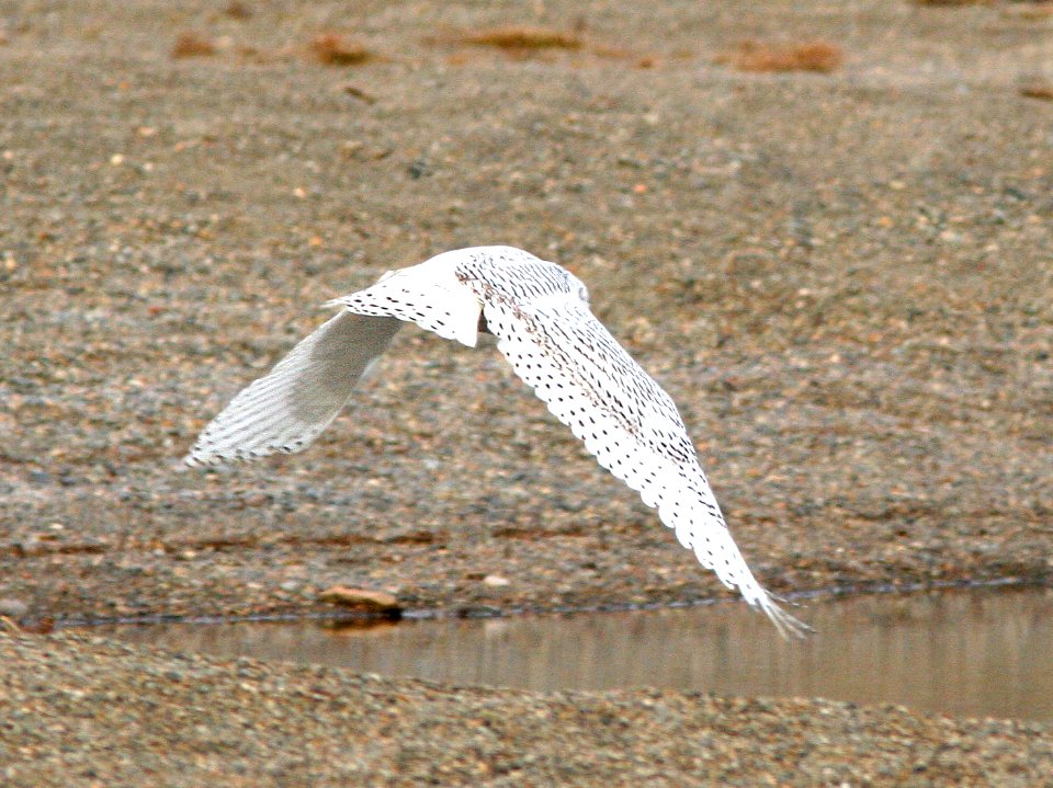 456 - SNOWY OWL (9-16-08) Gambell, Ak - (5)