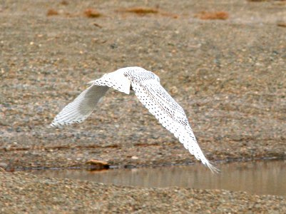 456 - SNOWY OWL (9-16-08) Gambell, Ak - (5)