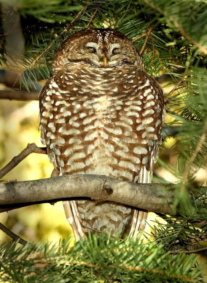 463 - SPOTTED OWL (2-11-2019) east slope huachuca mts, cochise co, az -01