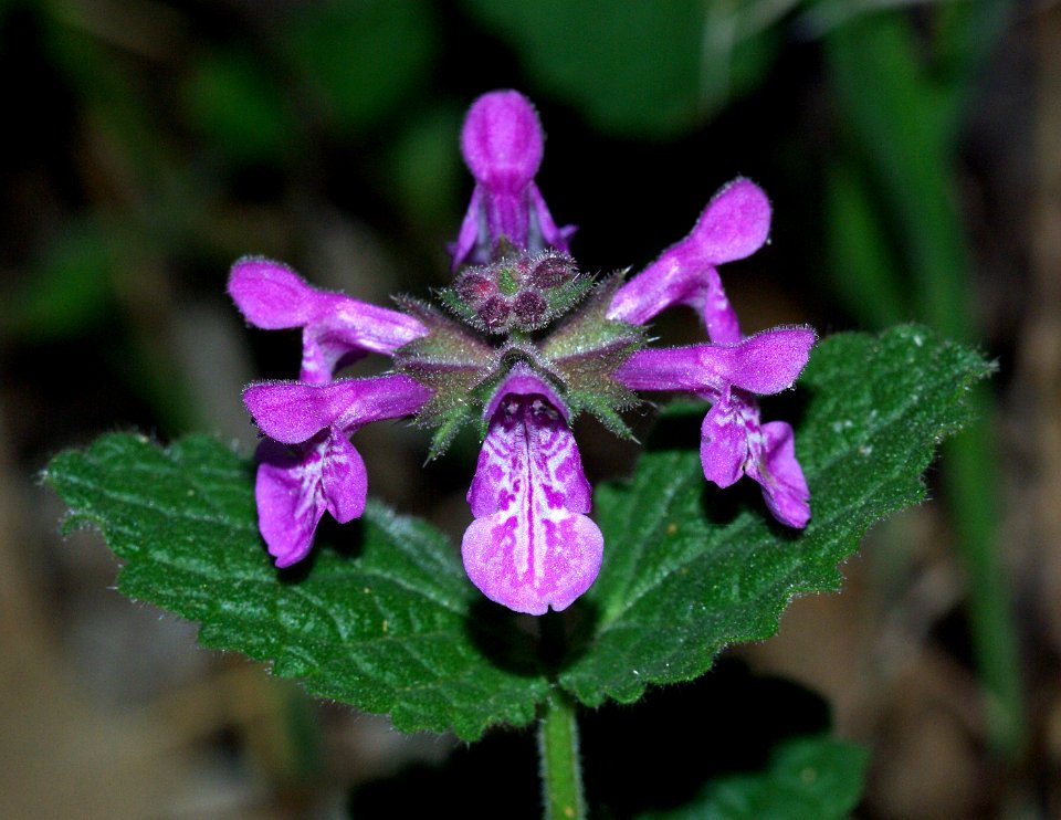 NETTLE, CALIFORNIA HEDGE (stachys bullata) (4-9-07)-2