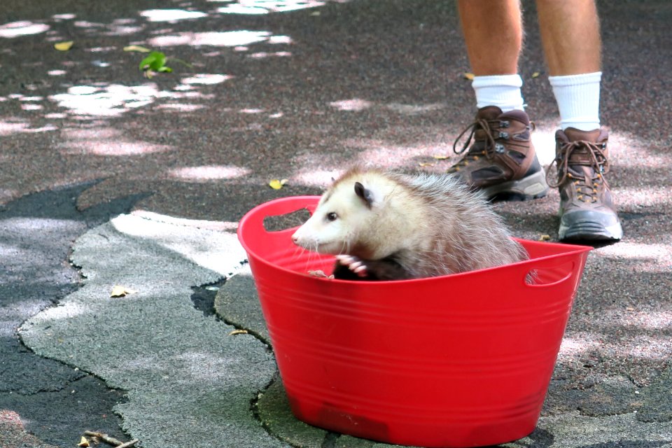 Opossum in a bucket