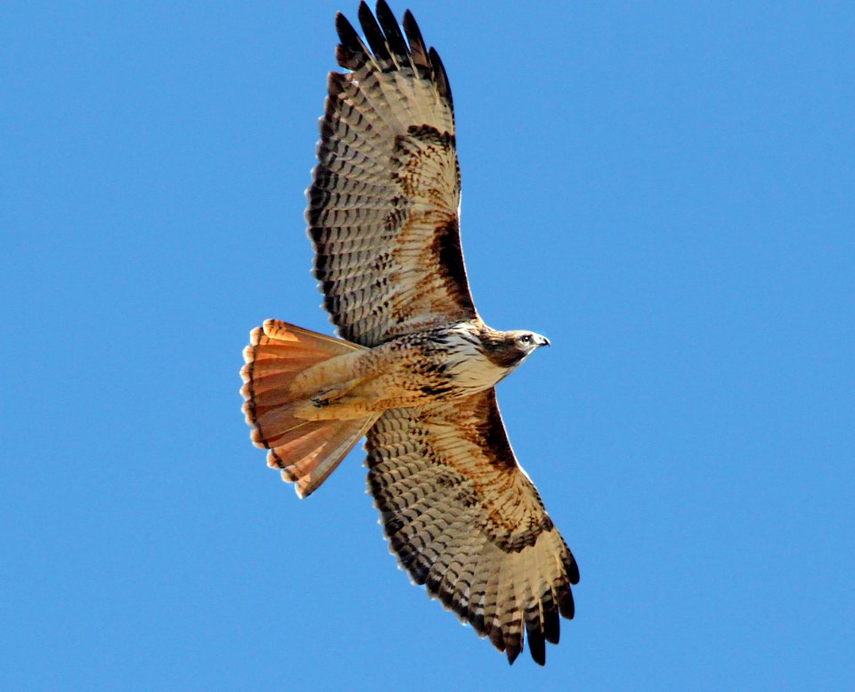 230 - RED-TAILED HAWK (12-8-10) santa gertrudis lane, scc, az (2)