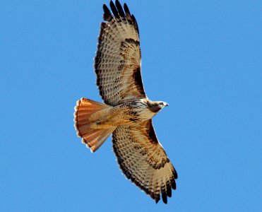 230 - RED-TAILED HAWK (12-8-10) santa gertrudis lane, scc, az (2)
