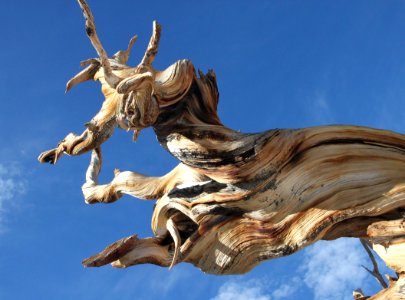 CA 1231 - INYO NAT FOREST, ANCIENT BRISTLECONE FOREST, ca - 42