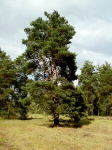 Tree nature landscape