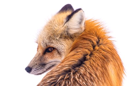 Red fox in Lamar Valley (2)
