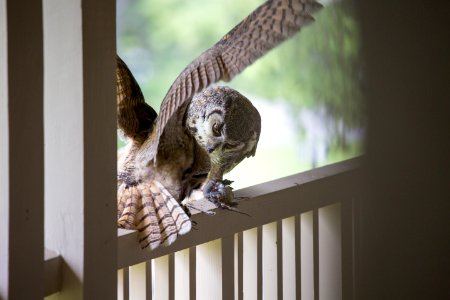 Great horned owl feeding its young, Mammoth Hot Springs