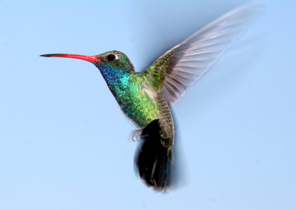 507 - BROAD-BILLED HUMMINGBIRD (3-17-2017) 78 circulo montana, patagonia lake ranch estates, scc, az -01