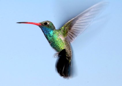 507 - BROAD-BILLED HUMMINGBIRD (3-17-2017) 78 circulo montana, patagonia lake ranch estates, scc, az -01
